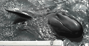 dolphin_hand.gif