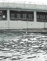 dolphin_turn.gif