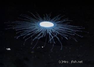 MJNQ