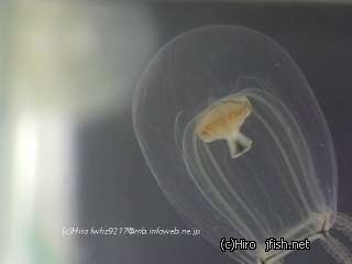 P000050F_copyrights.jpg